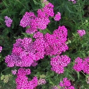 Meet your Posher, Roxy